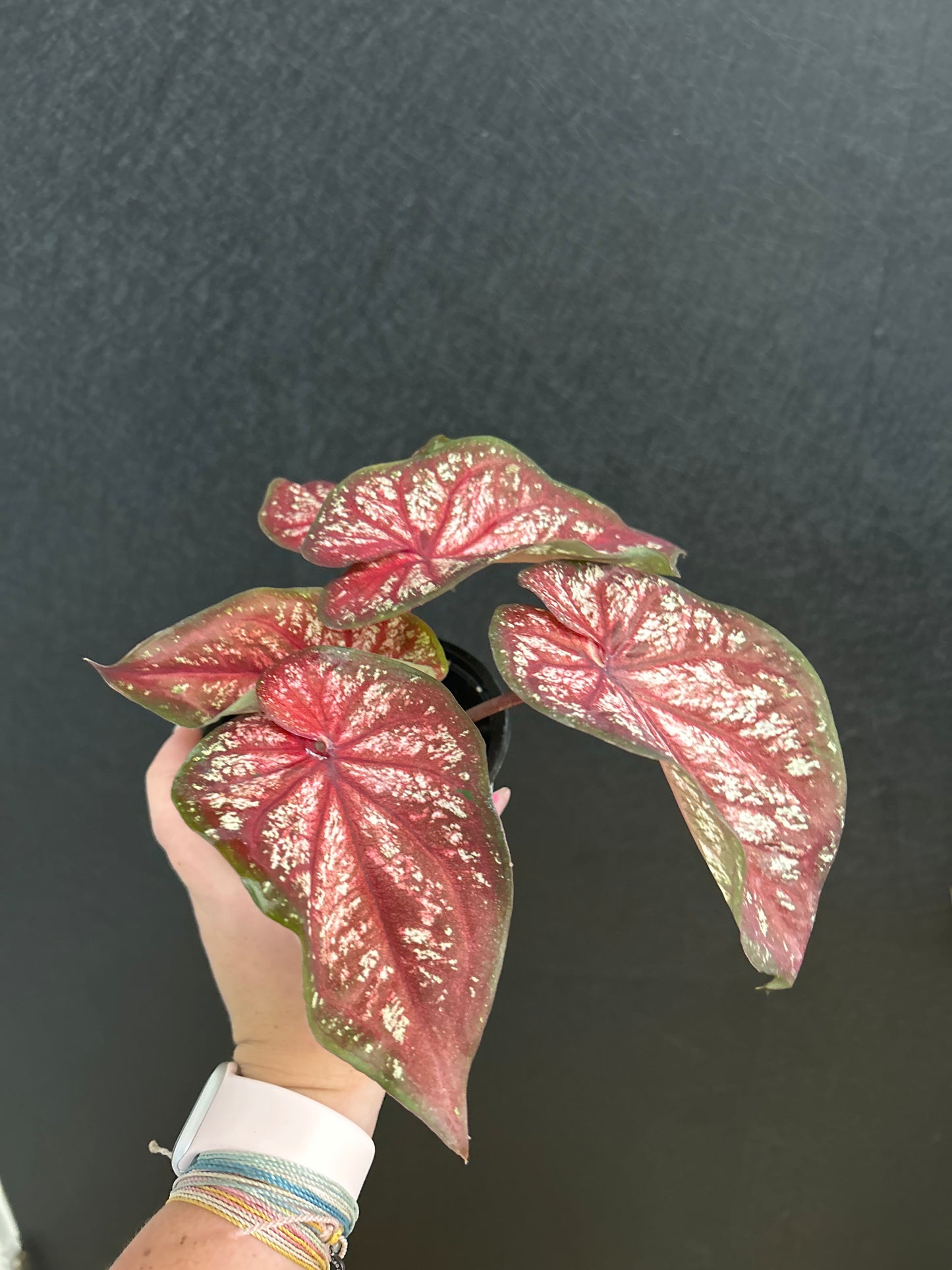 Xplosion caladium