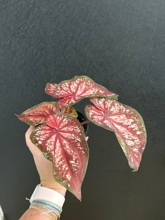 Xplosion caladium