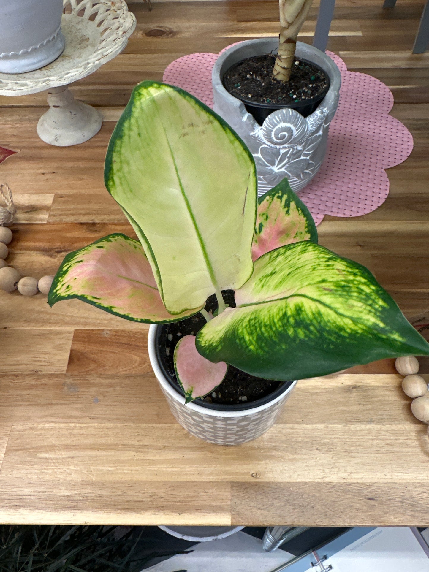 Golden Love Aglaonema 4in