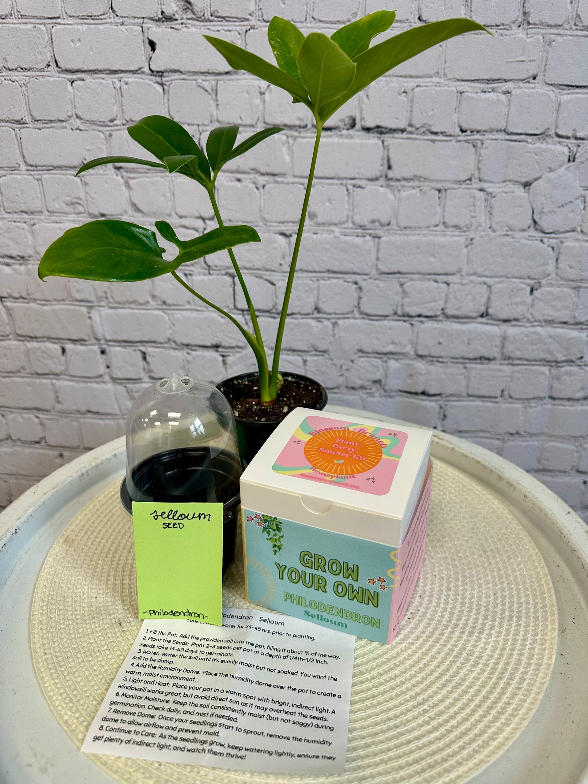 buy philodendron seeds Grow Your Own Kit: Philodendron – Blossom + Branch Houseplants
