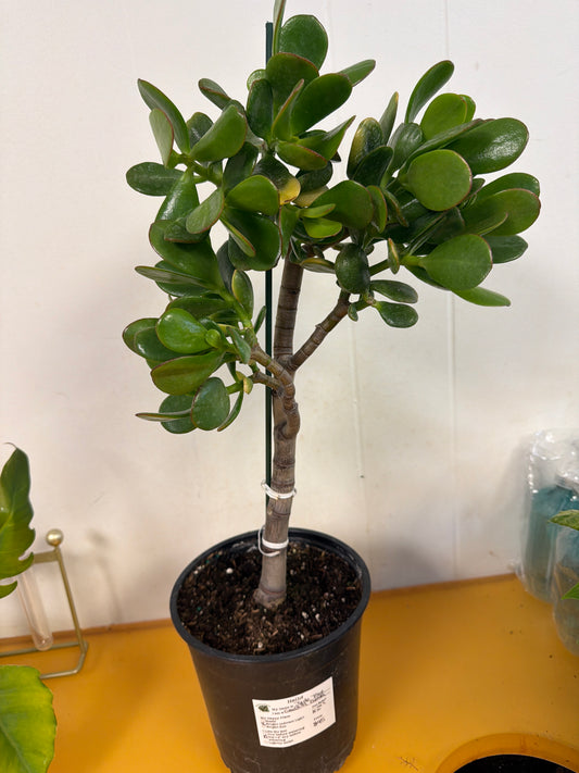 Jade Tree 8in