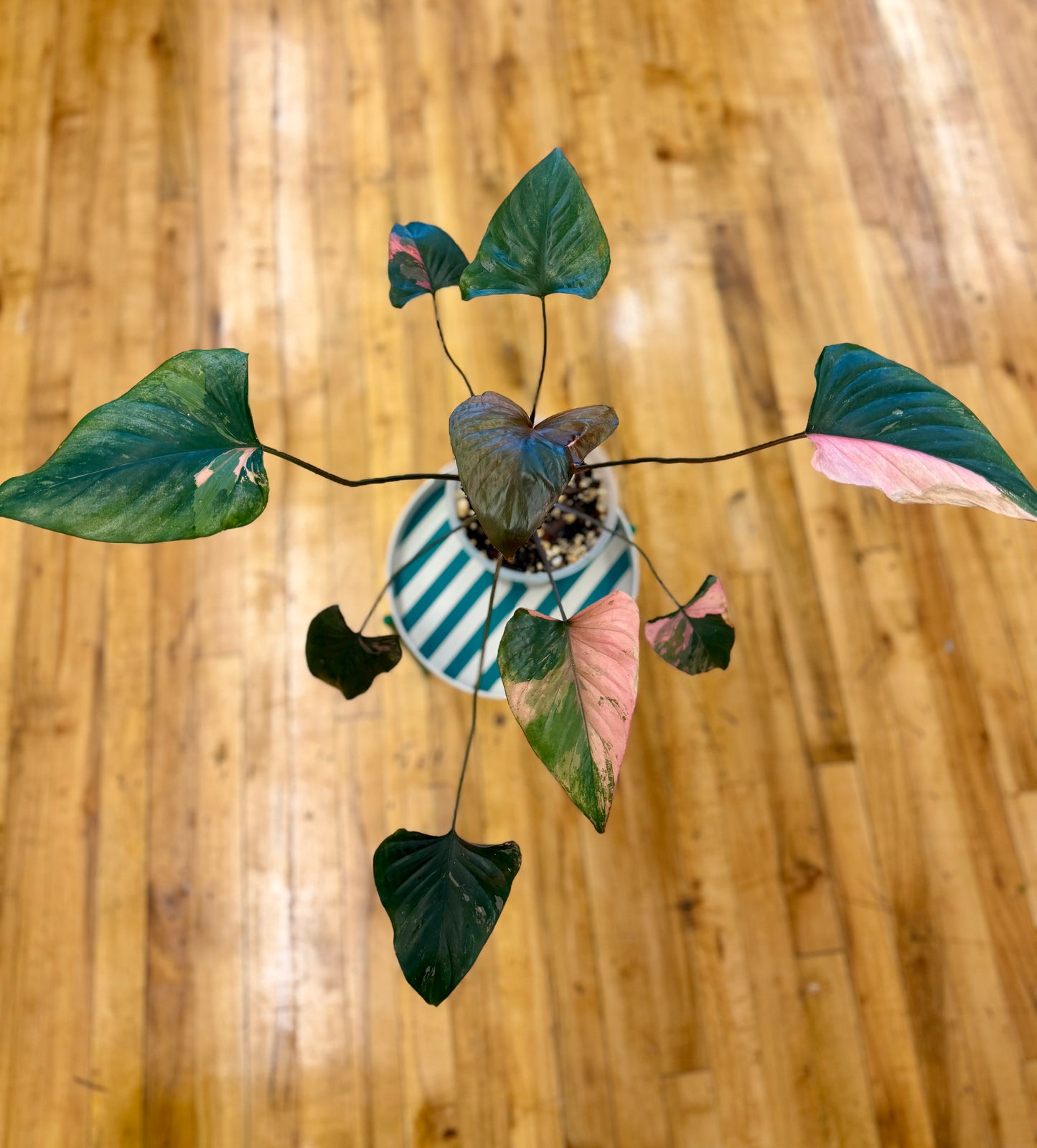 Homalomena Pink Diamond 6in