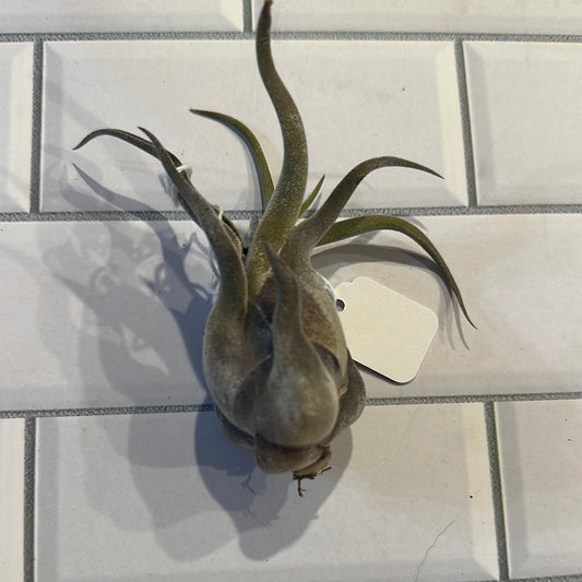 Tillandsia Caput Medusa