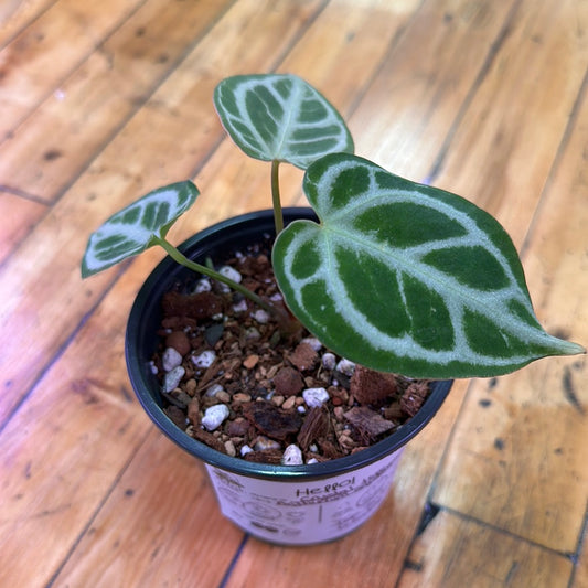 Anthurium Crystal Hope