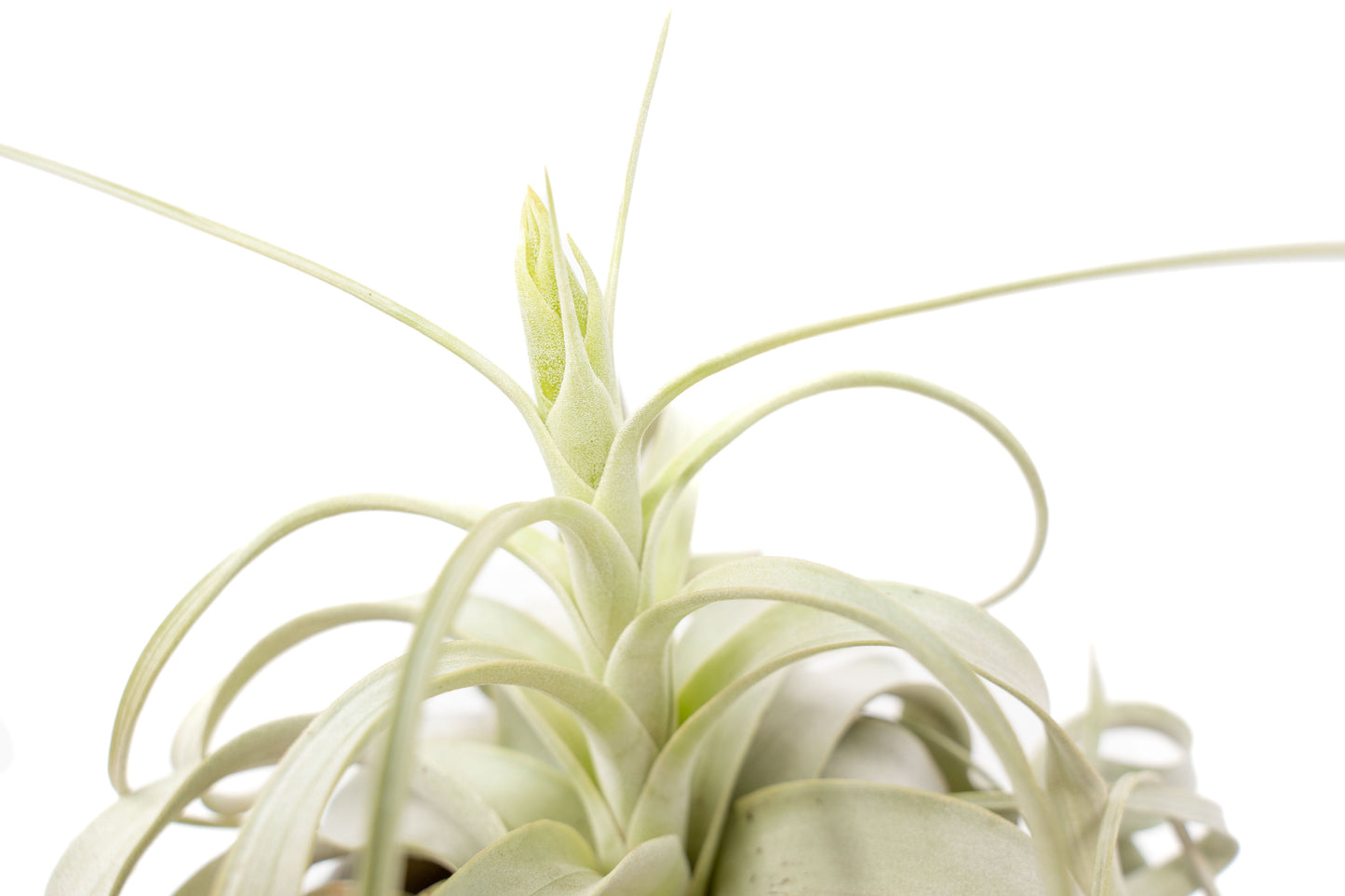 Tillandsia Xerographica Air Plants - Multiple Sizes