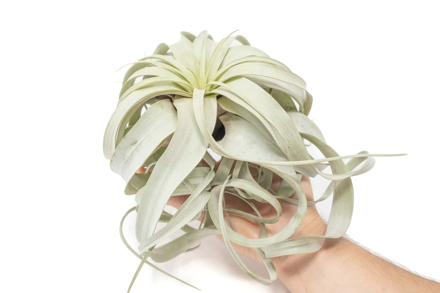 Tillandsia Xerographica Air Plants - Multiple Sizes