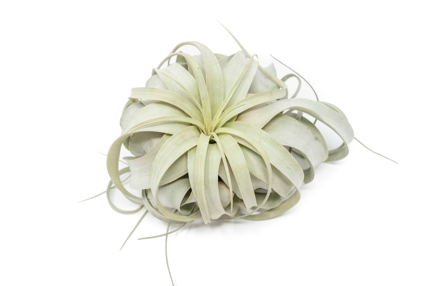 Tillandsia Xerographica Air Plants - Multiple Sizes