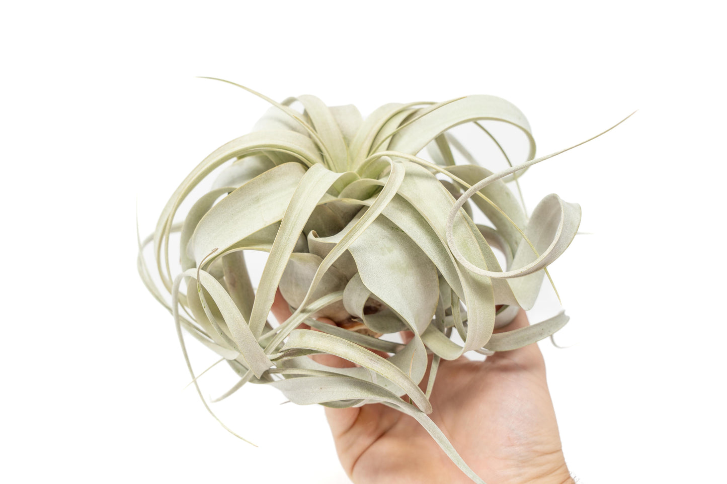 Tillandsia Xerographica Air Plants - Multiple Sizes