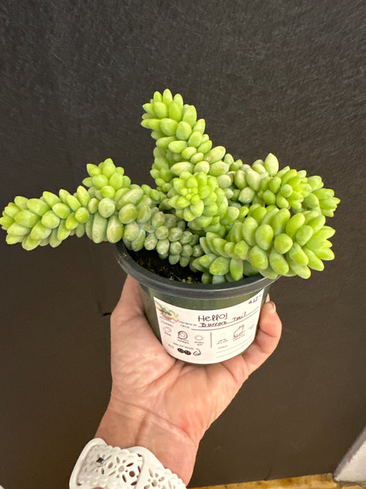 Burros Tail 4"