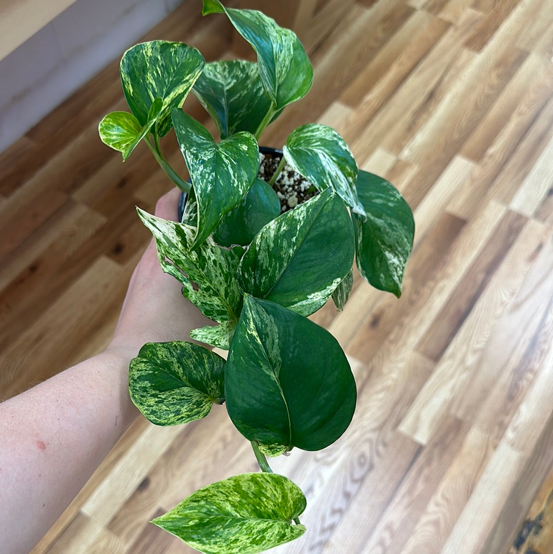 Marble Queen Pothos