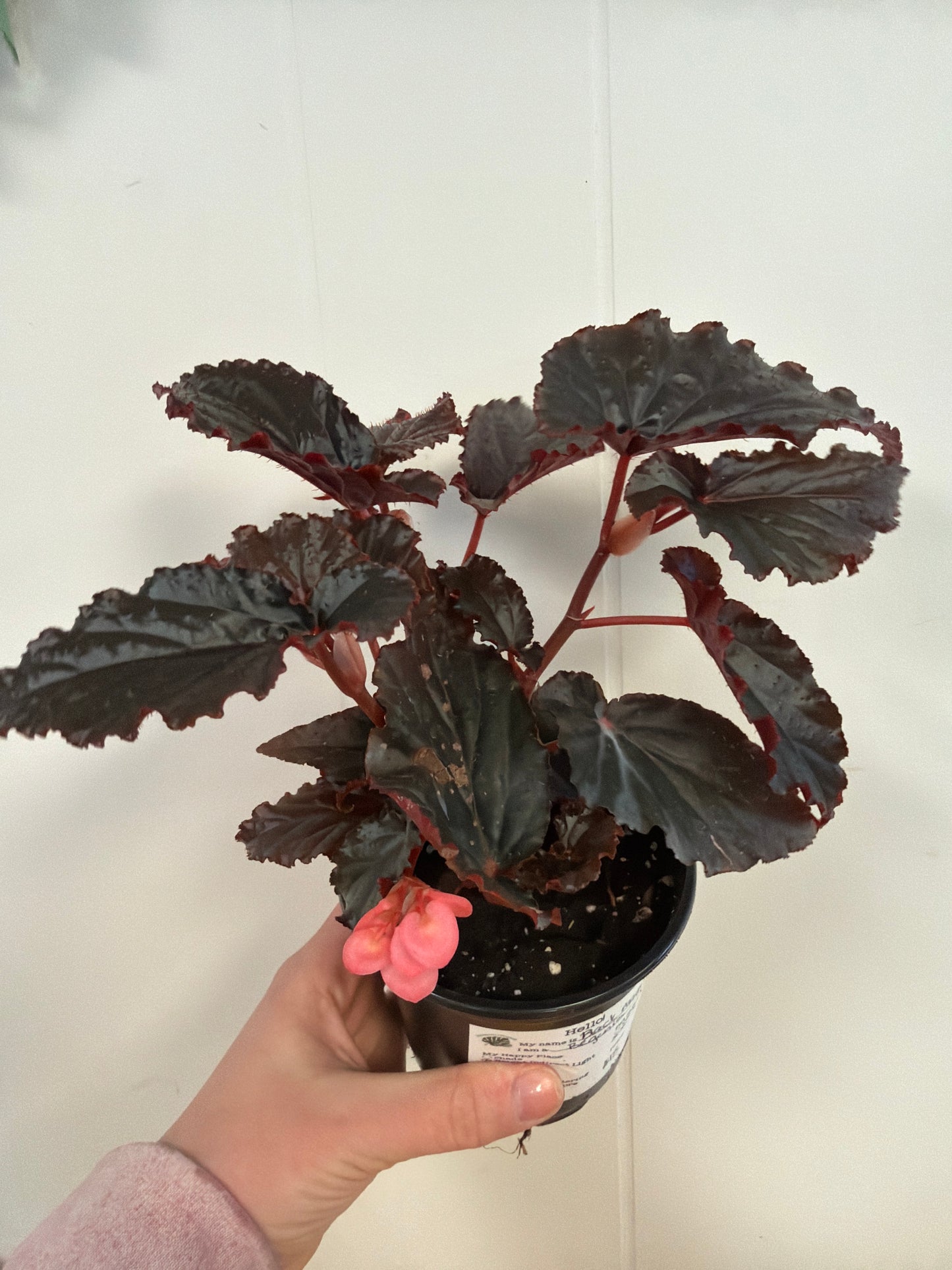 Black Magic Begonia 4in