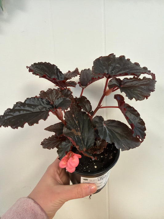 Black Magic Begonia 4in