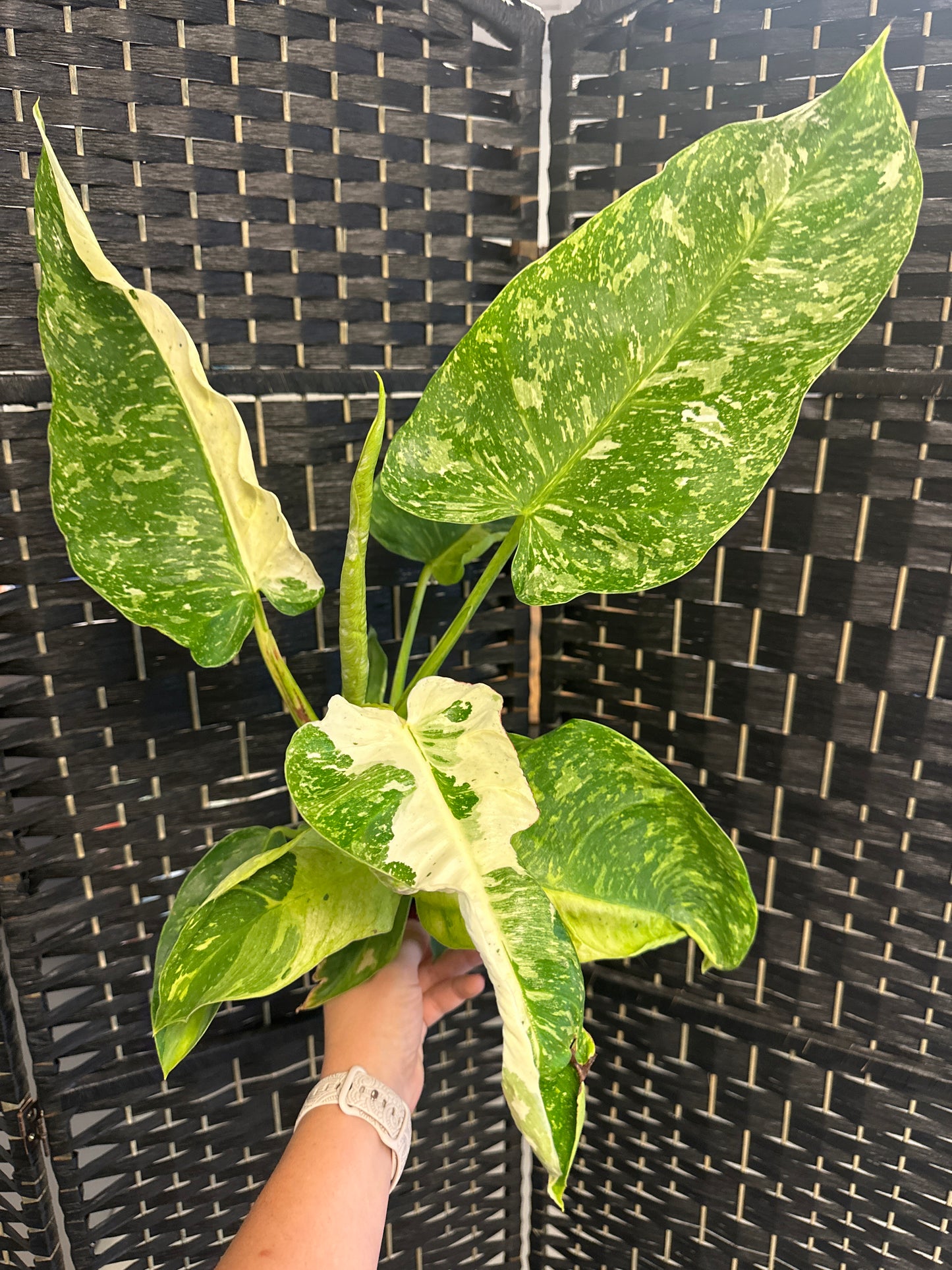 Philodendron Jose Buono 5in