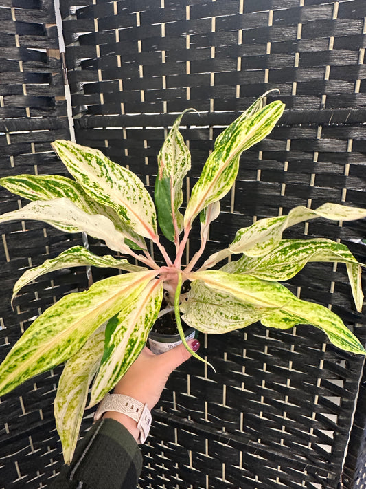 White Panama Aglaonema 4in