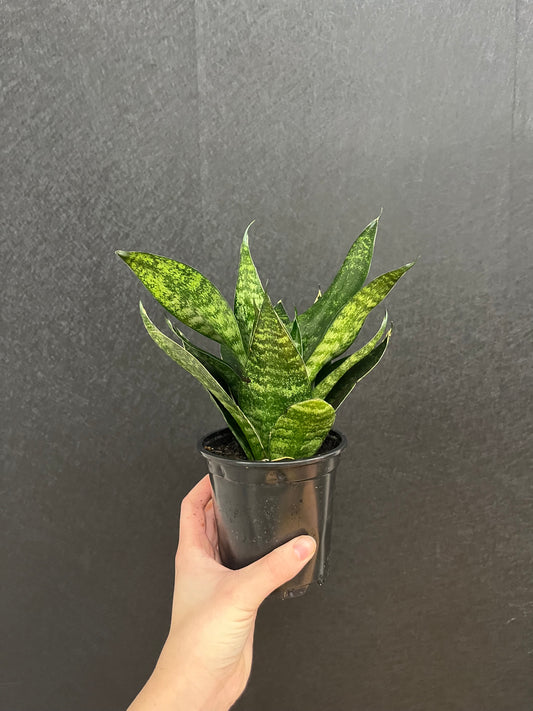 Forest Star Snake Plant 4in