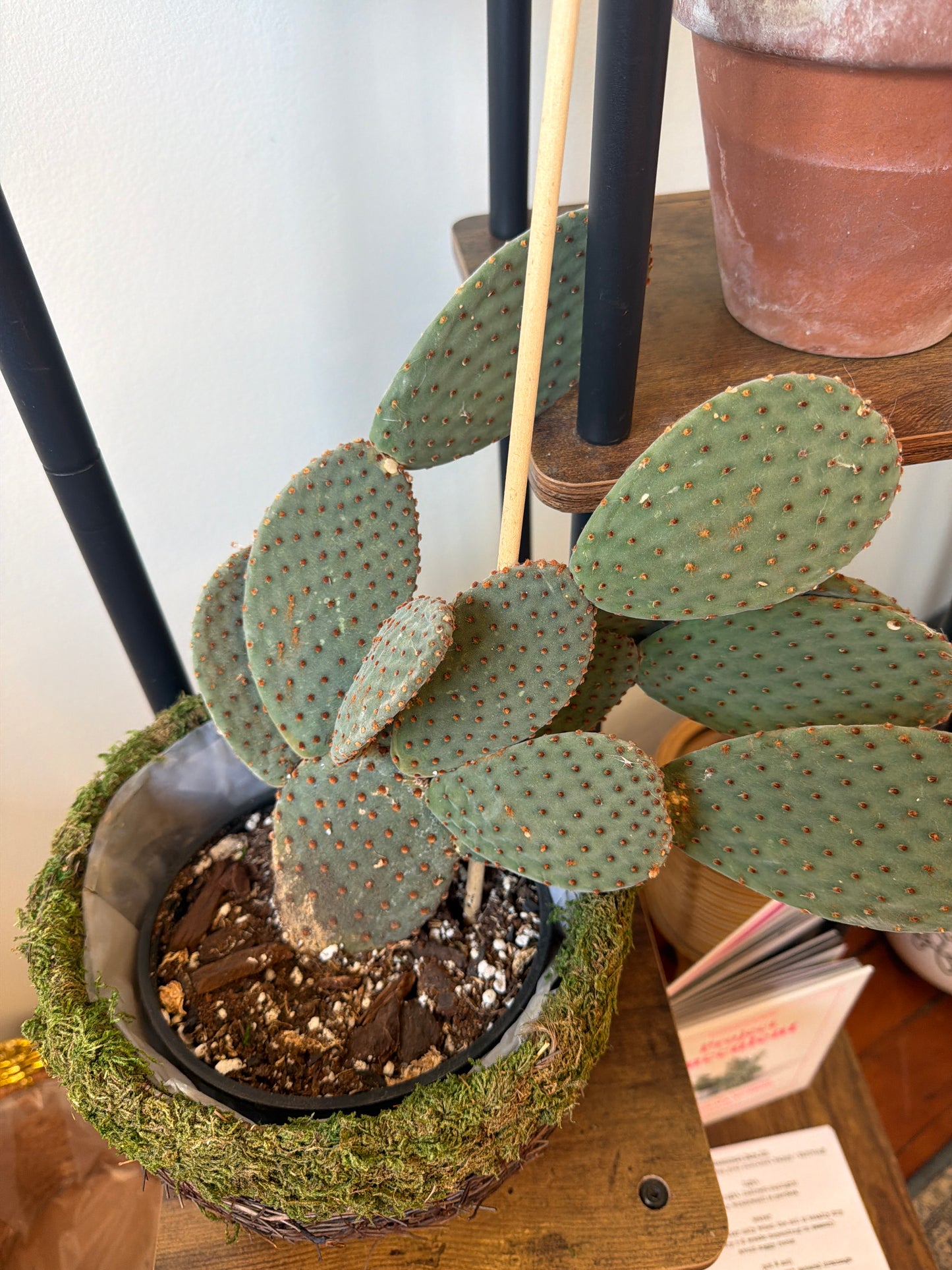 Bunny Ear Cactus 6in