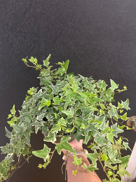 Hedera Ivy 6in