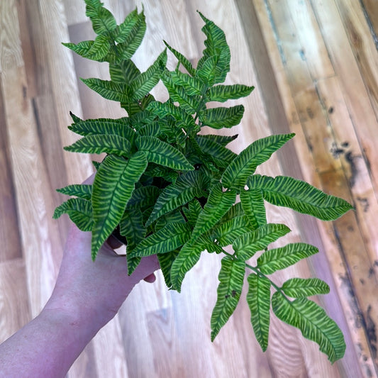 Golden Zebra Fern