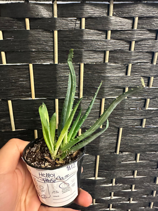 Solar Flare Aloe 3in