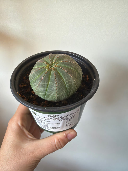 Baseball Cactus Euphorbia Obesa 4in