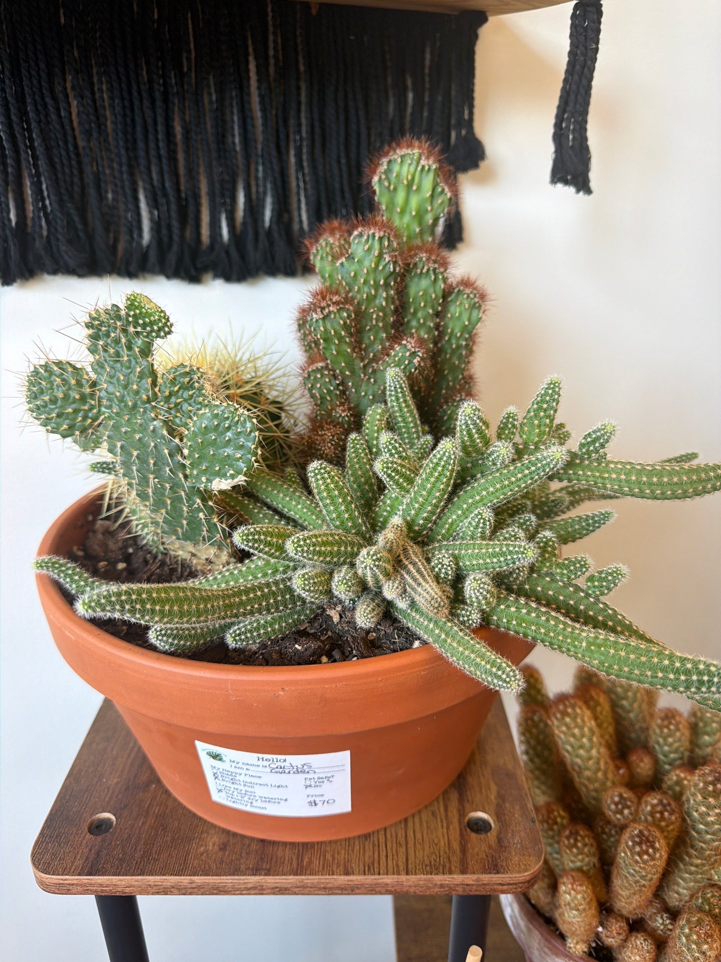 Cactus Garden
