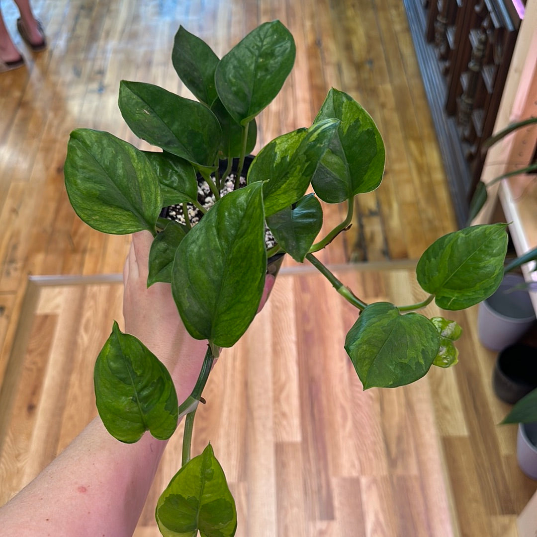 Lemon Meringue Pothos- 4in