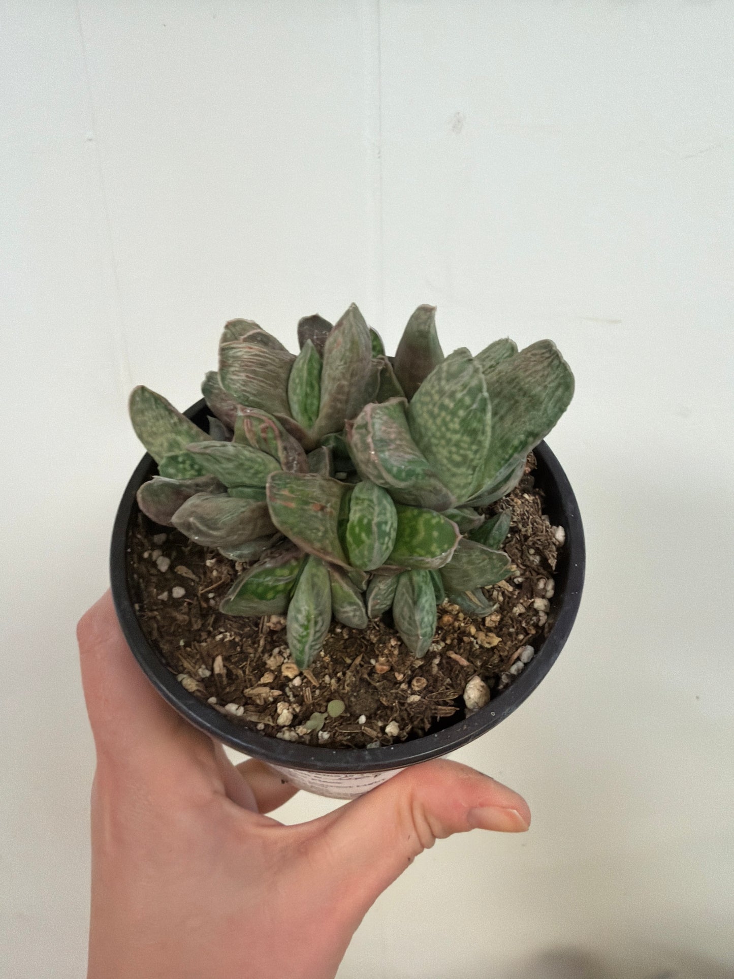 Fuji Yuki Gasteria 4in