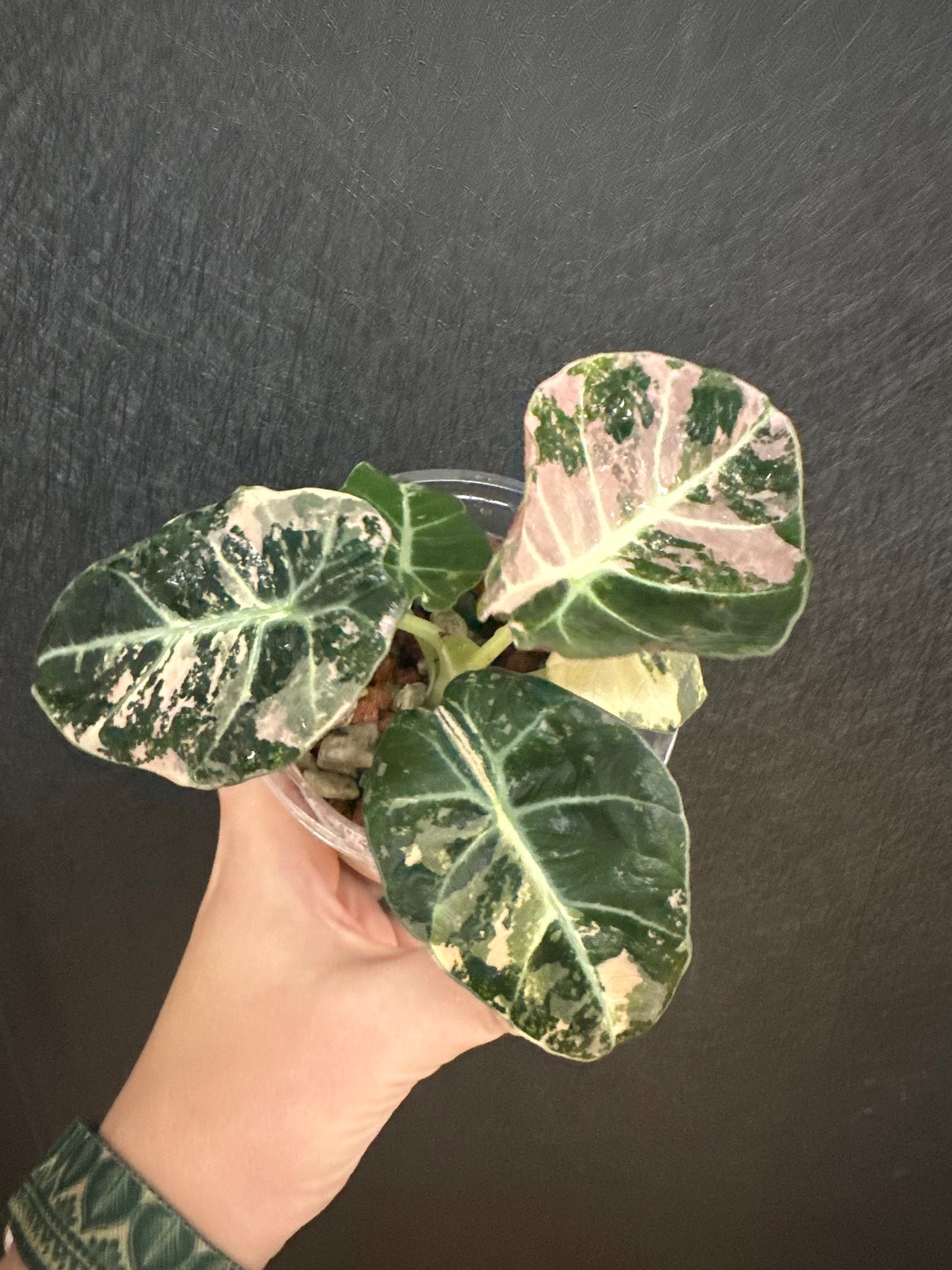 Alocasia Black Velvet, Variegated 4in