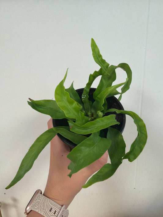 Hurricane Asplenium 4in