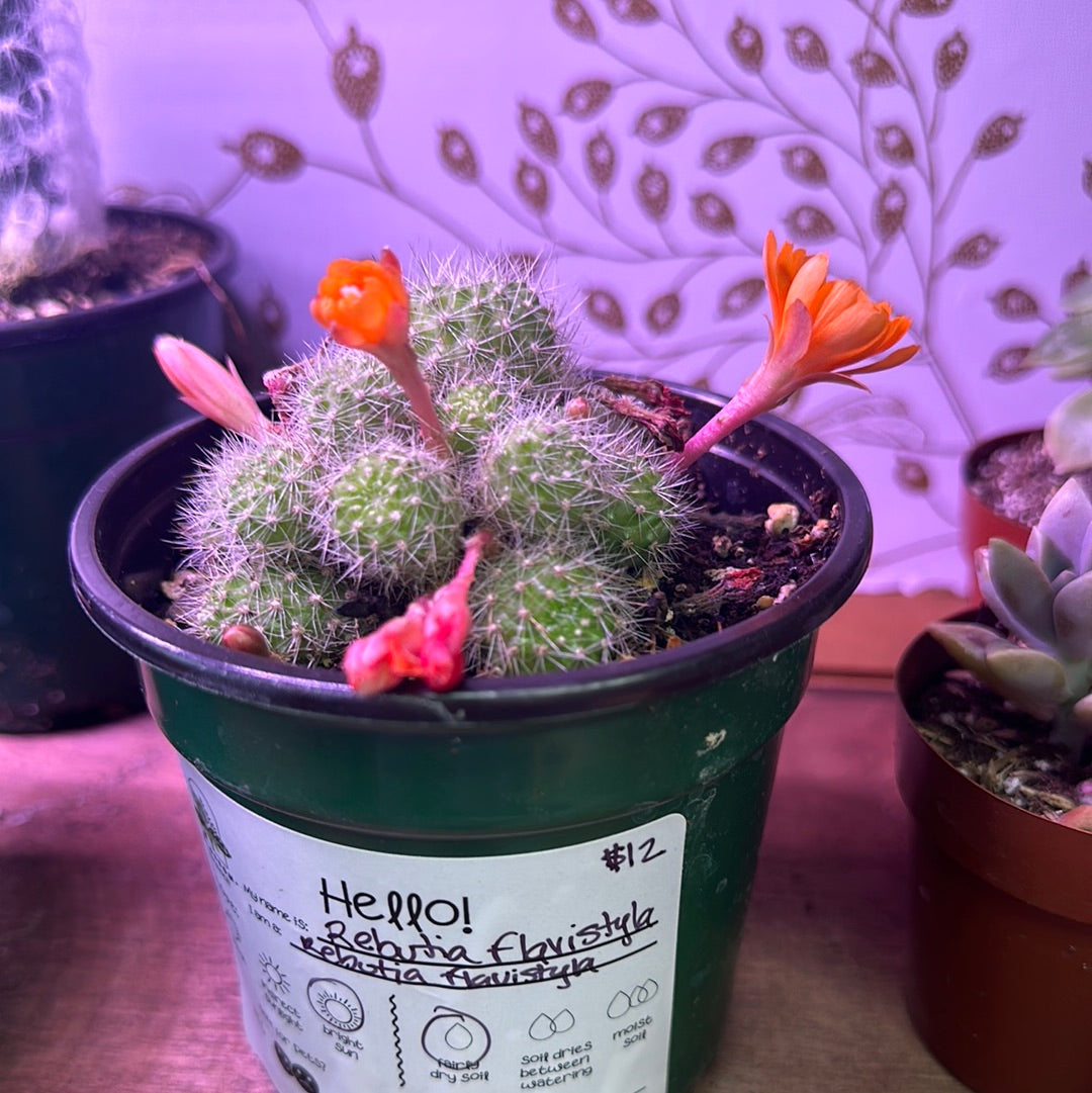 Rebutia Cactus