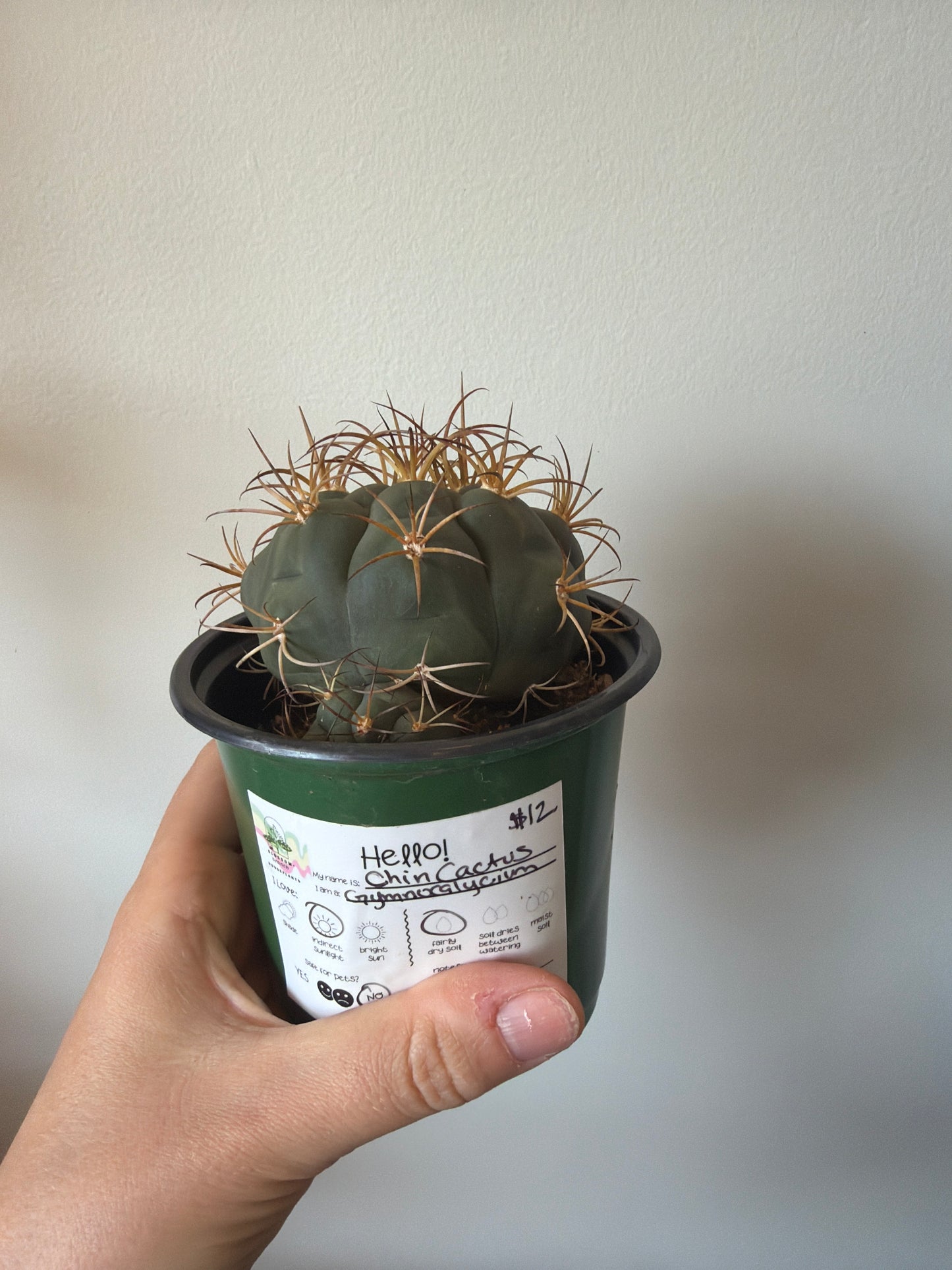 Chin Cactus 4in