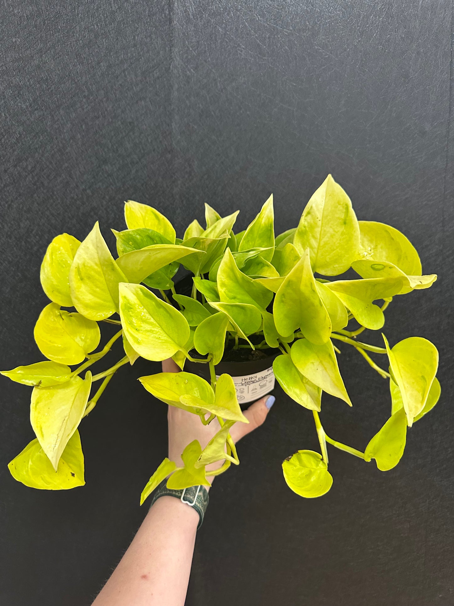 Epipremnum ‘Champs-Élysées’ 6in