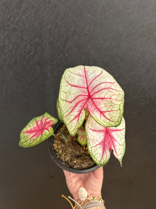 Summer breeze caladium
