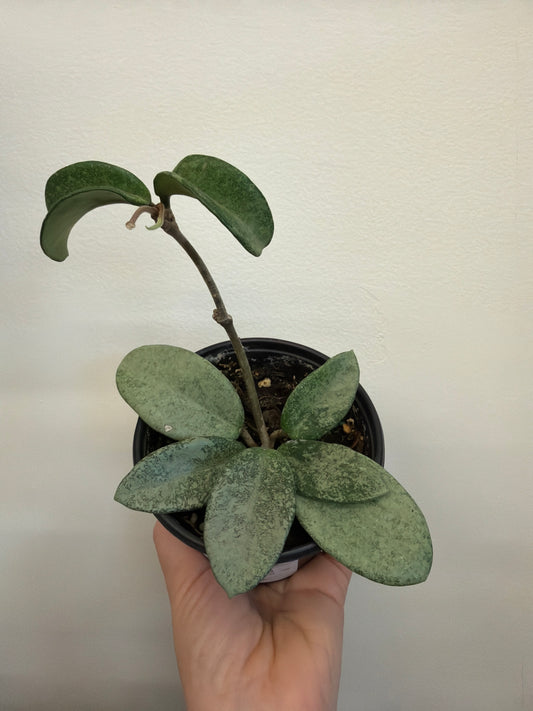 Hoya Nova Ghost 4in