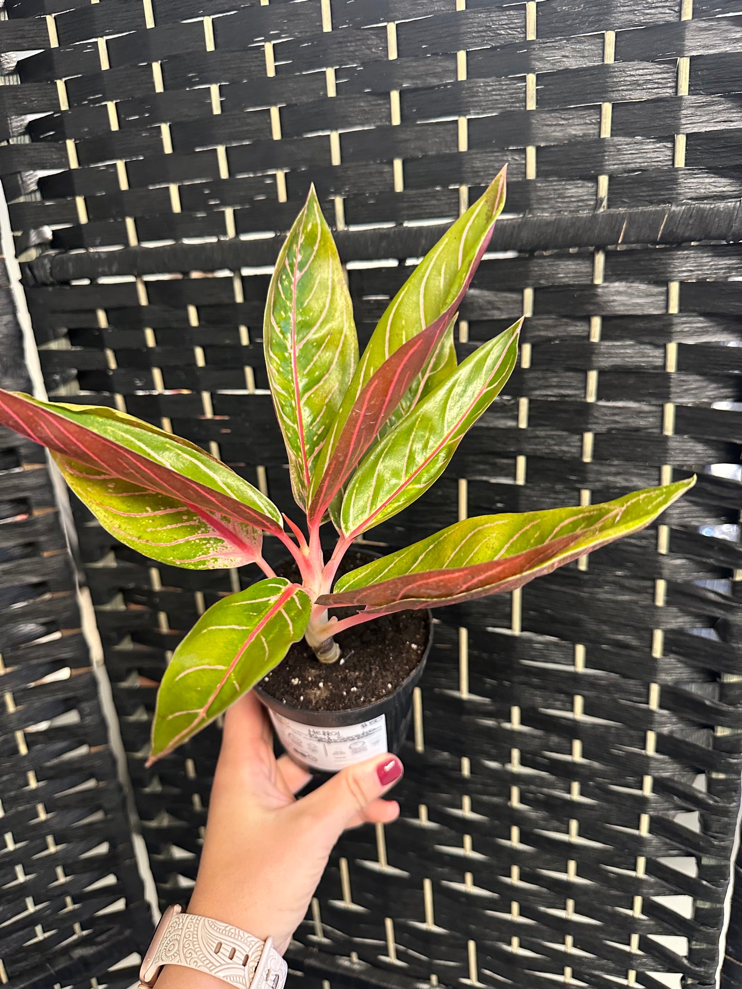 Black Sumatra Aglaonema 4in