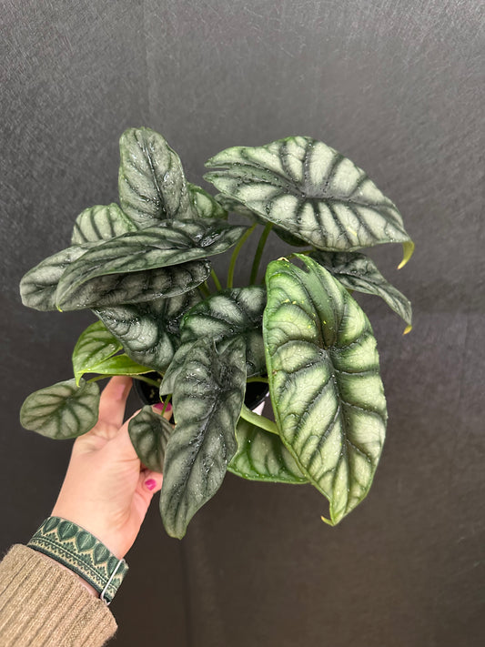 Alocasia Dragon Scale 5in