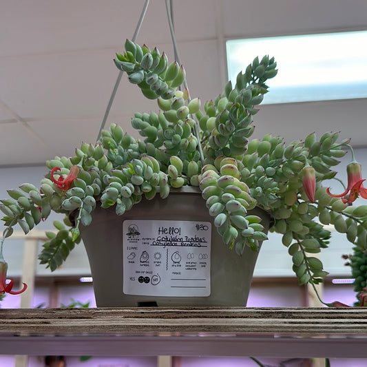 Cotyledon Pendens