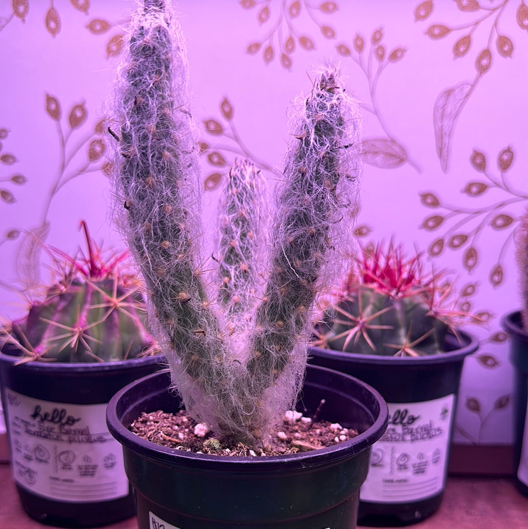 Cotton Pole Cactus