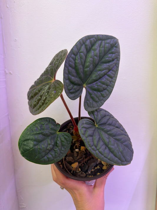 Anthurium Luxurians Platinum 6in