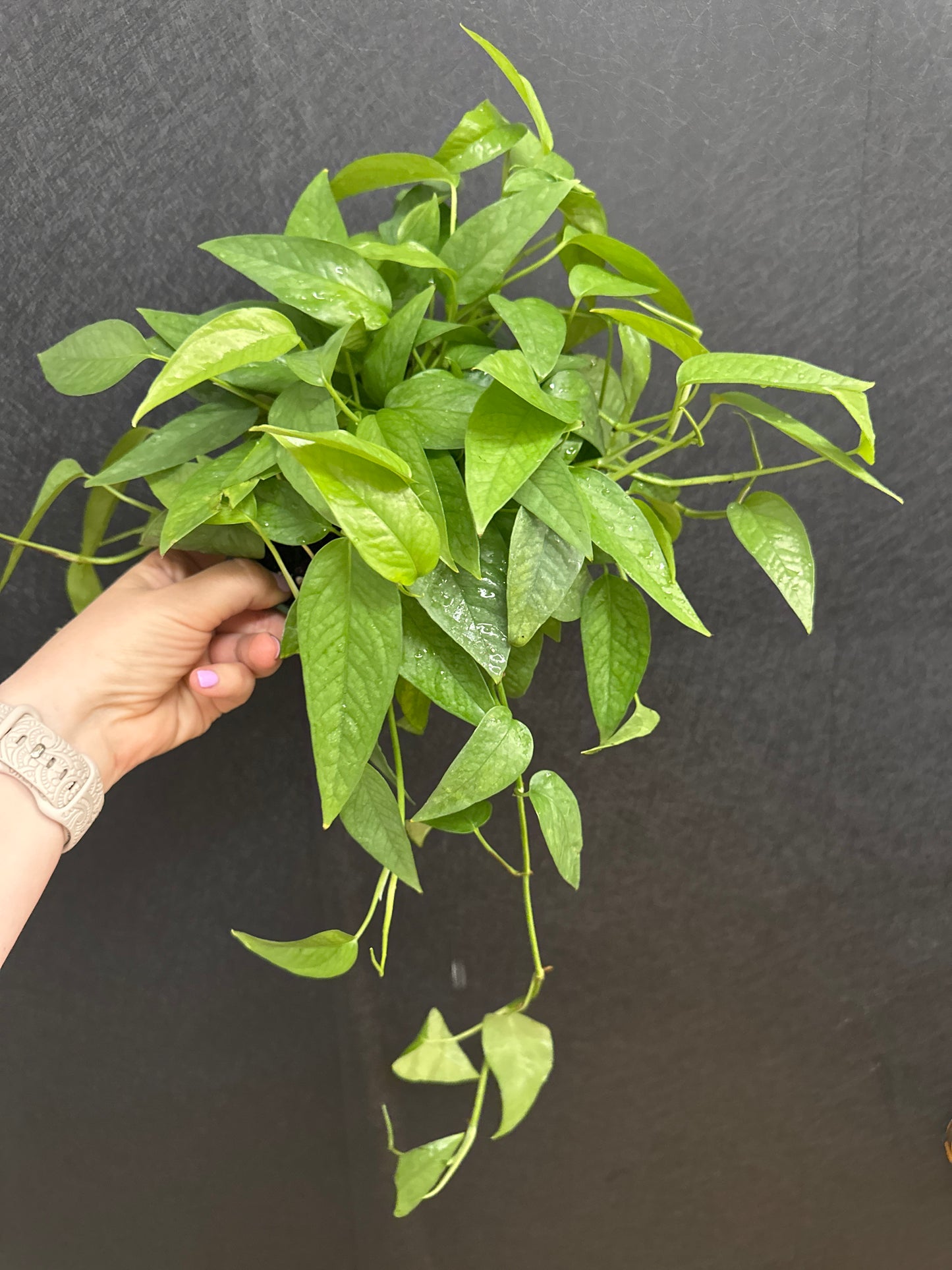 Cebu Blue Pothos 6in