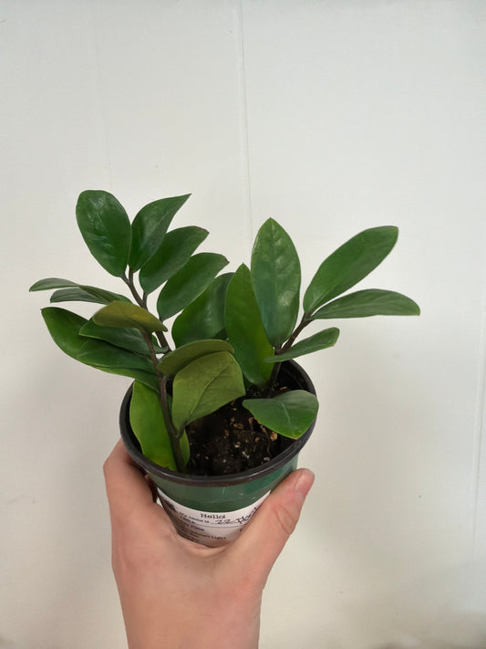 Zz Plant 4in short