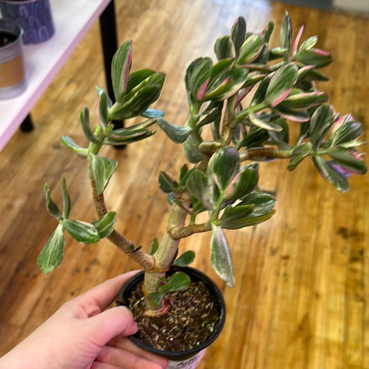 Jade Plant Tricolor