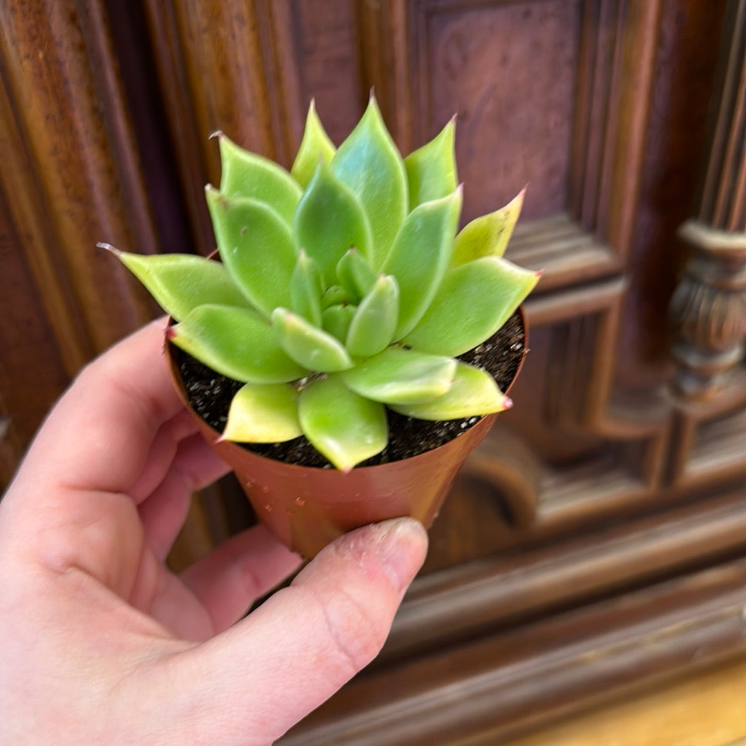 Succulent 2.5in