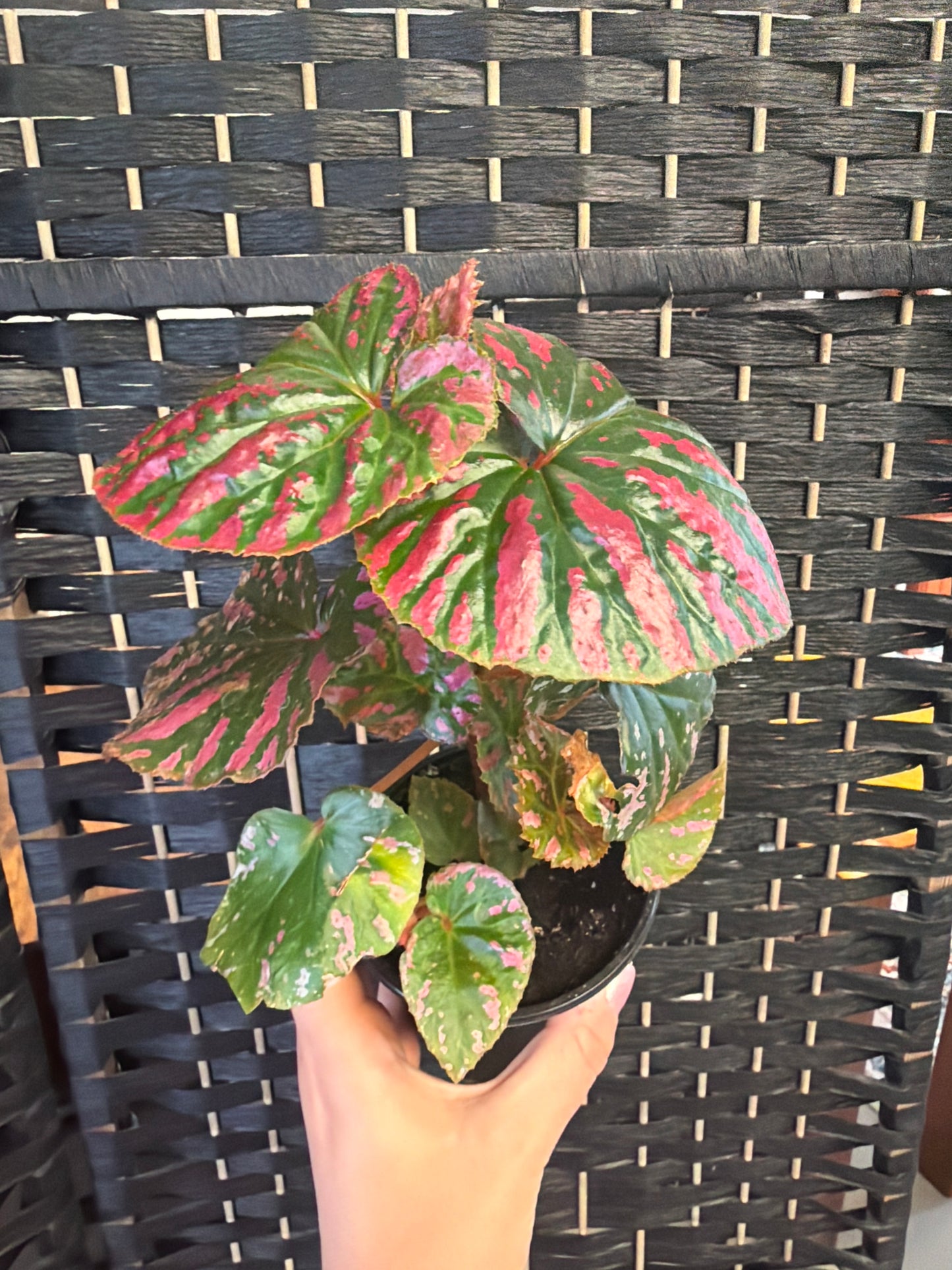 Exotica Begonia 4in
