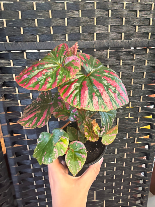 Exotica Begonia 4in