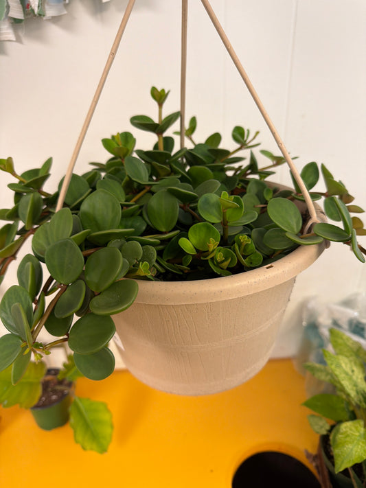 Hope Peperomia 10in