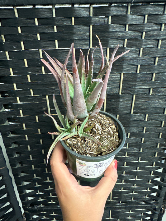 Blue Elf Aloe 4in