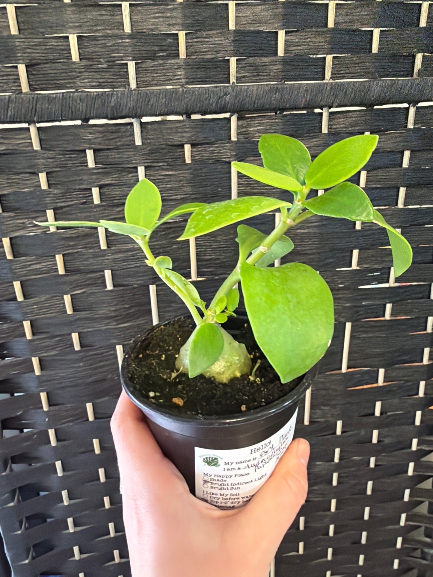 Ant Plant 4in