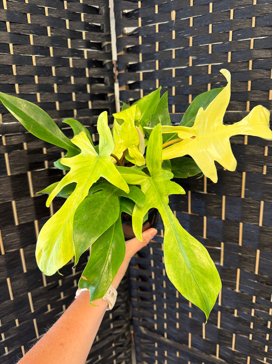Philodendron Florida Ghost 6in