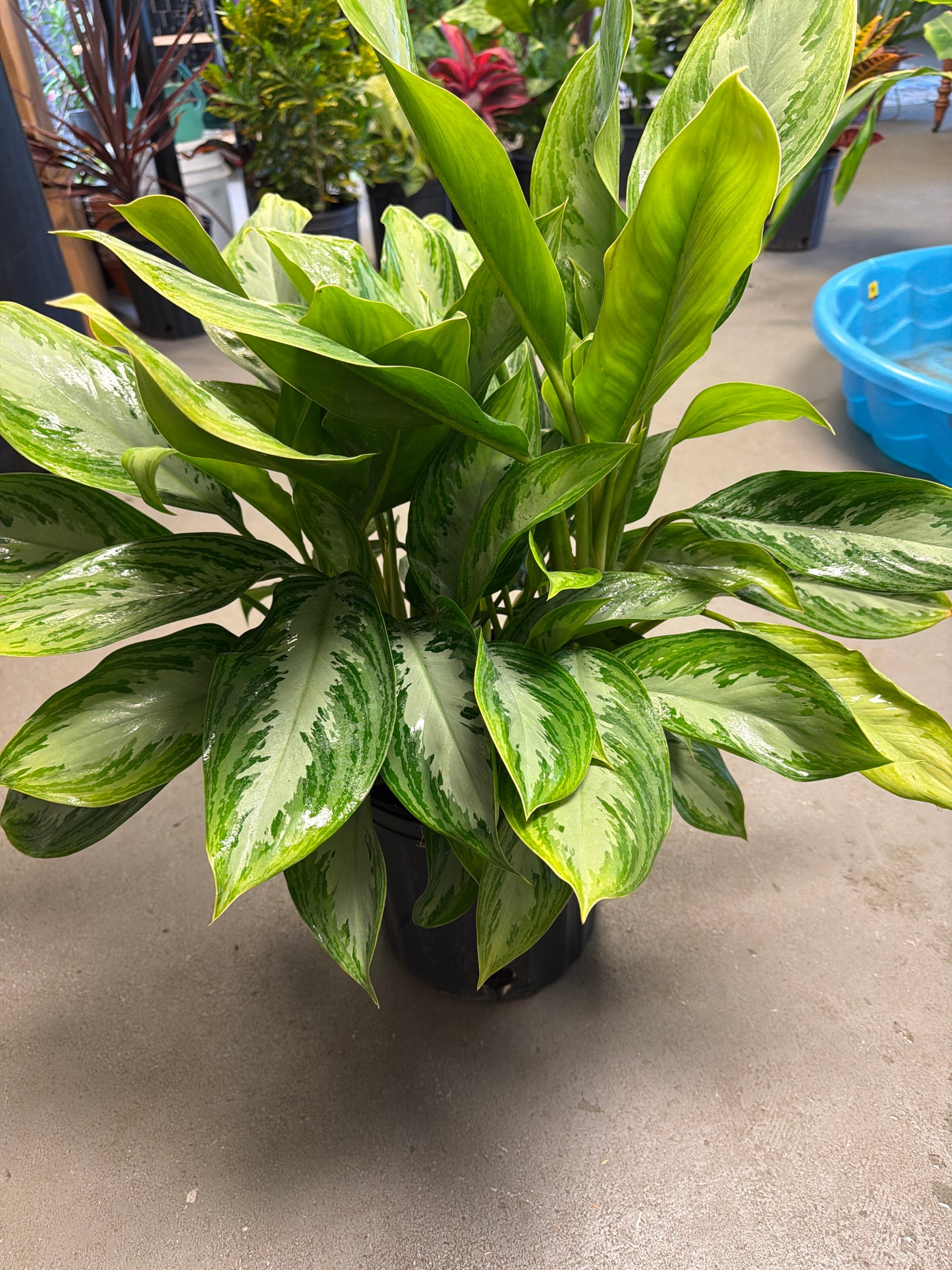 Silver Bay Aglaonema 2 Gallon